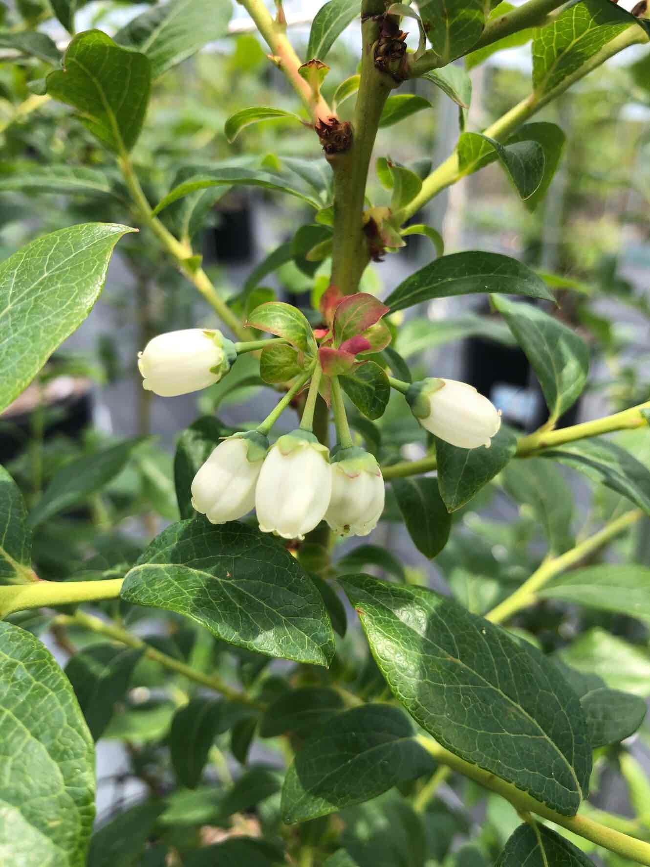 5月　ブルーベリーの花が咲きました（南相馬市）